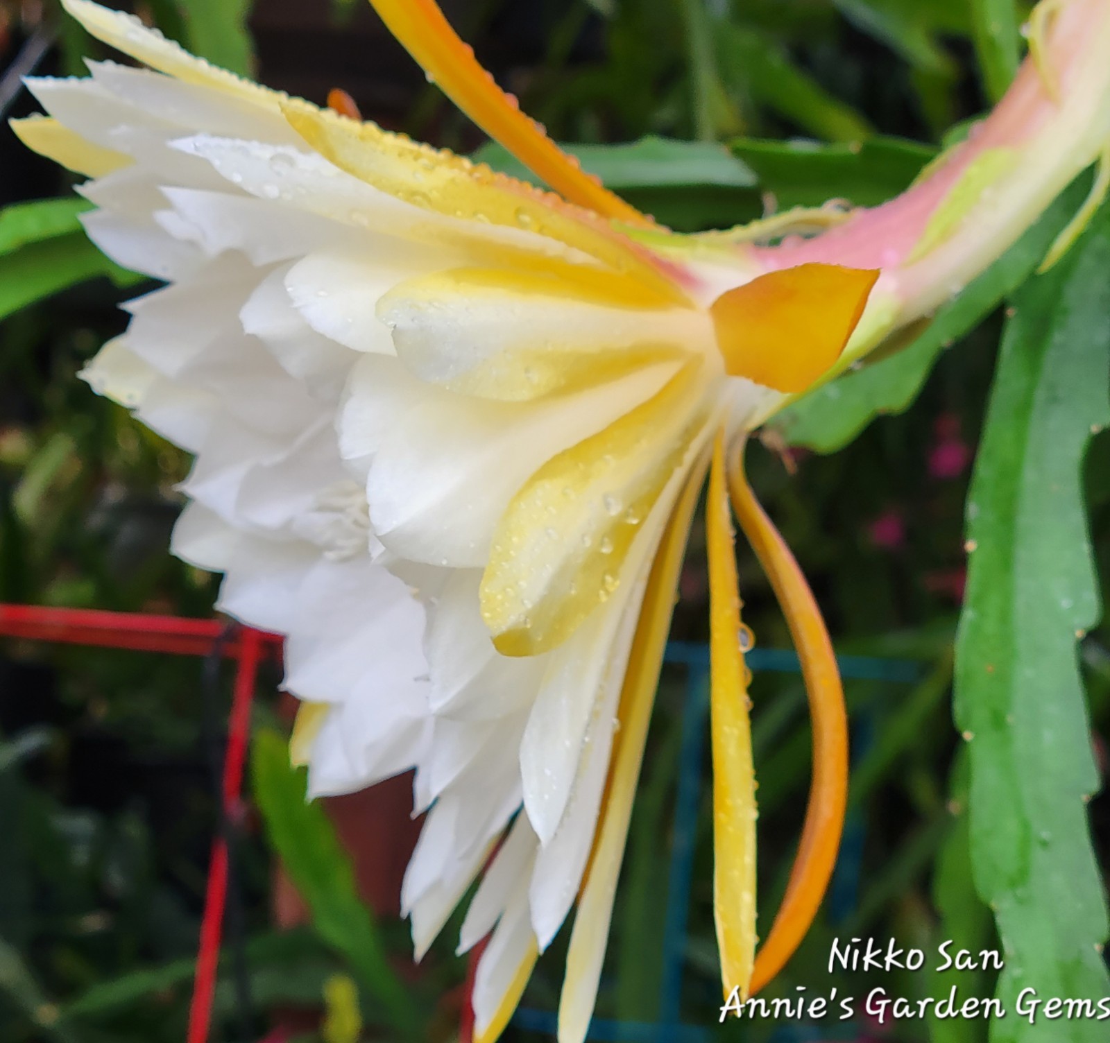 Epiphyllum Nikko San Unrooted Cuttings – 8 to 10 inches long