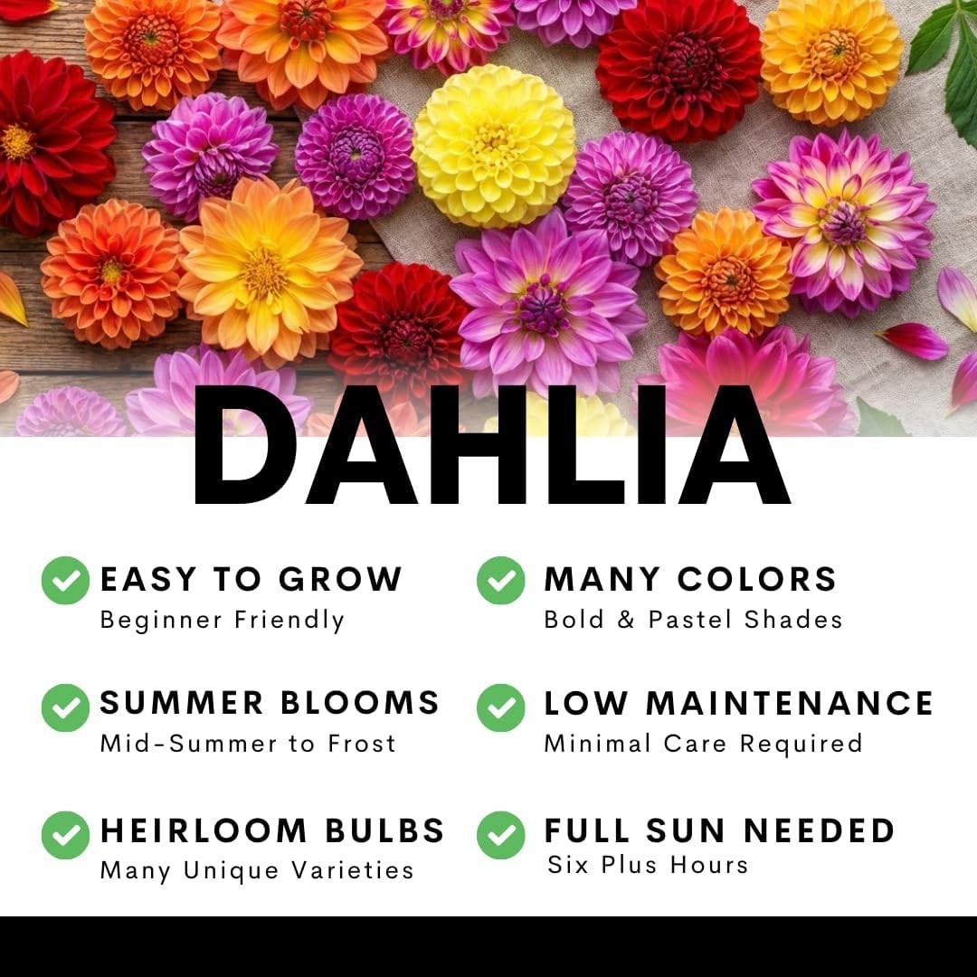 Belle of Bamera Dahlia Dinnerplate Tubers – Soft Pink & Apricot (5 Bulbs)