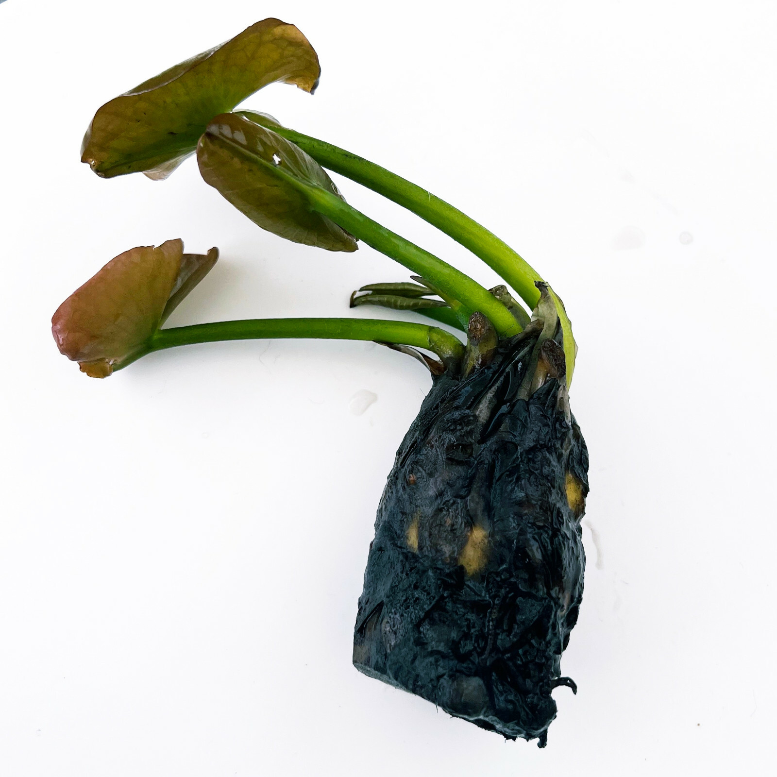 WATER LILY ATRACTION RED TUBER – Live Plants SUPER PRICE!!!!!! FREE SHIPPING