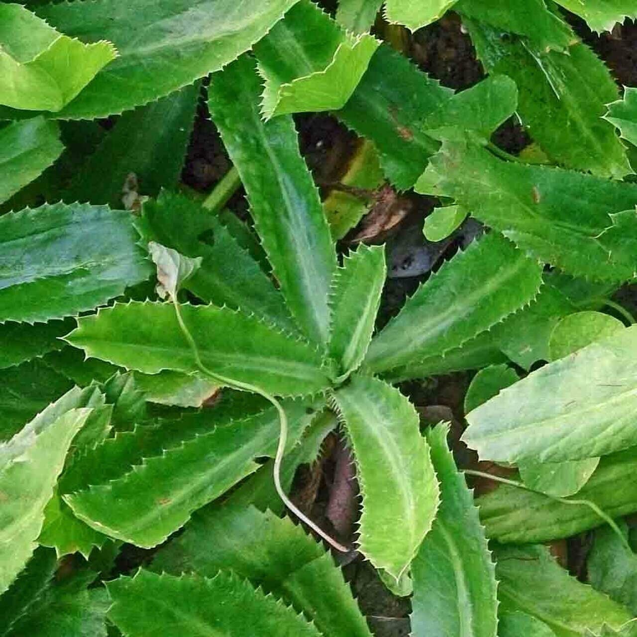 1000+ SEEDS Culantro Ngo Gai | Recao | Mexican Coriander | NON-GMO