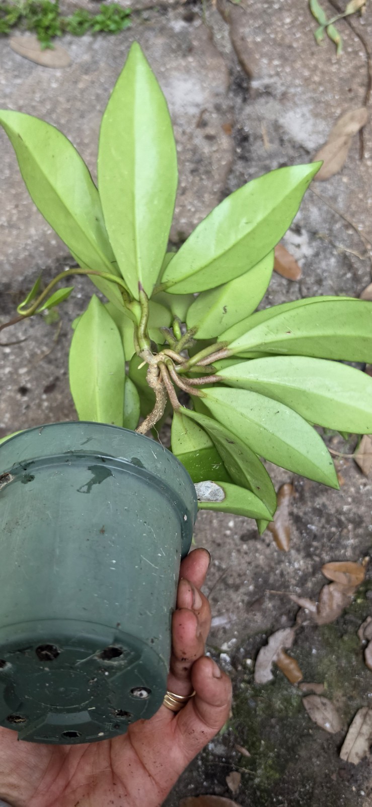 Well Rooted Hoya Pubicalyx Wax Plant In 5 Inches Nursery Pot