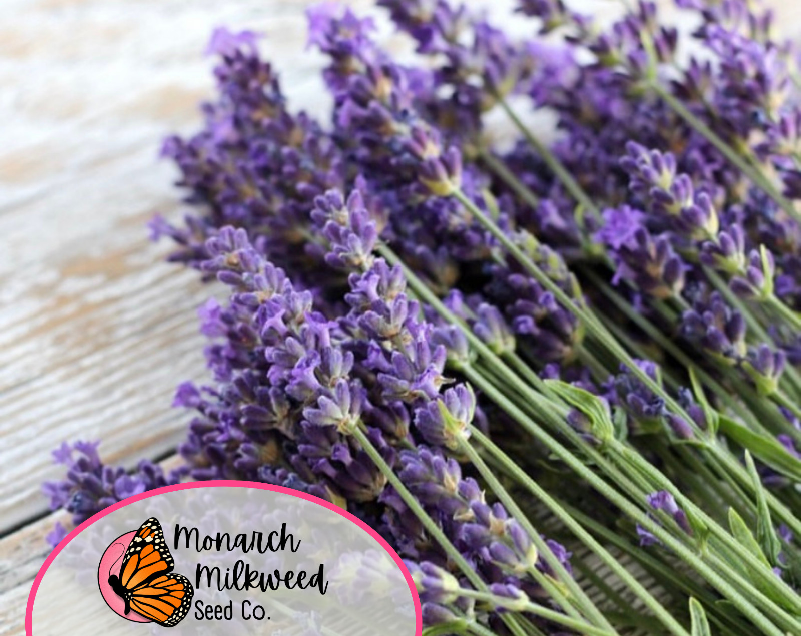 500+ English Lavender Herb Seeds | Heirloom, Non-GMO, Herb Gardening Seed Packet