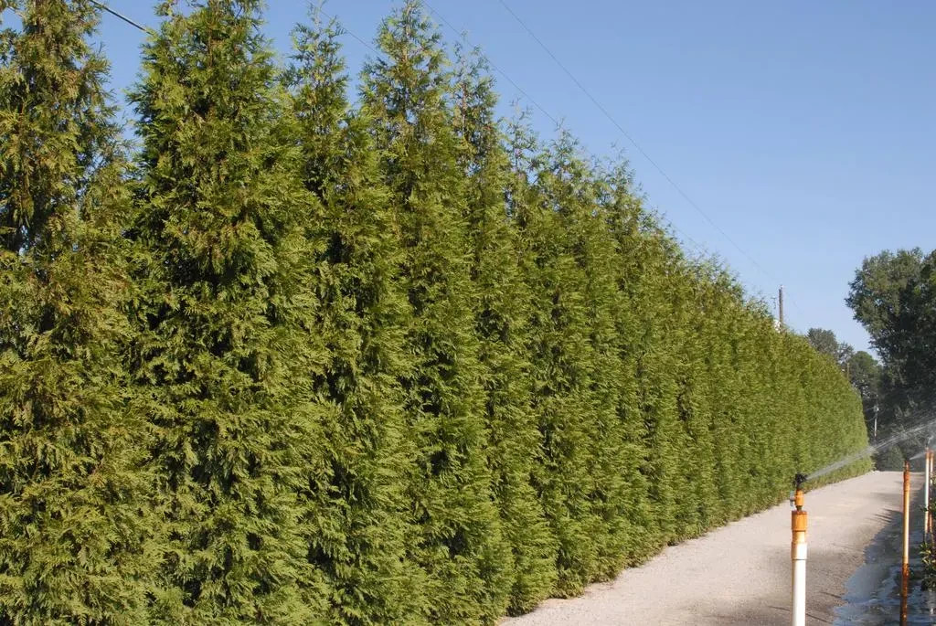 Green Giant Arborvitae: (5) Plants – 12 – 15″ Tall – Grown in 2.5″ Pots