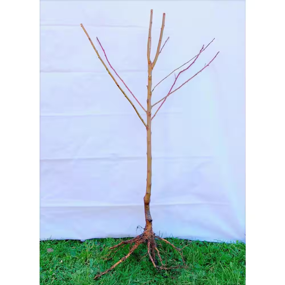 Dwarf Blenheim Apricot Tree (Bare-Root, 3 Ft. to 4 Ft Tall, 2-Years Old) NEW