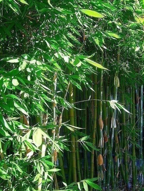Bamboo Oldhamii | 1 Gallon | Bambusa oldhamii | Low Maintenance | Hardy