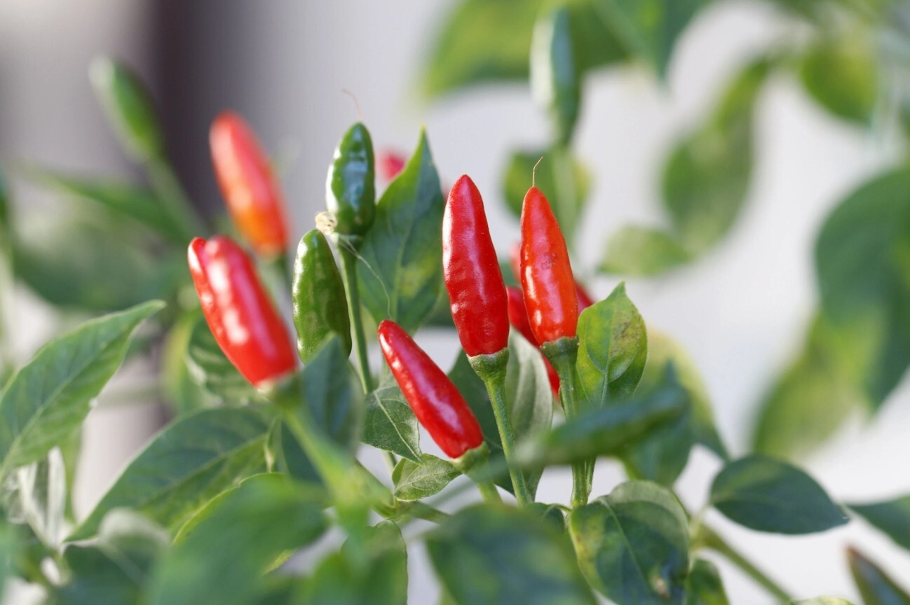 RARE✿ NEW! Heirloom Pequin Hot Pepper 15+ Seeds ●Popular Spice