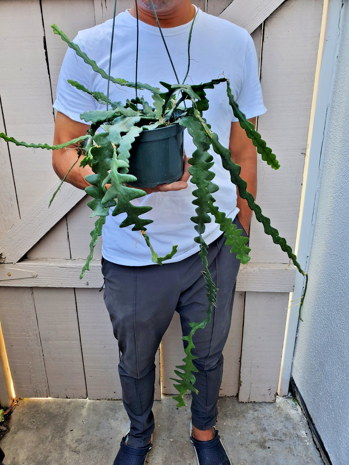 Cryptocereus anguliger Ric Rac Fishbone Cactus Succulent