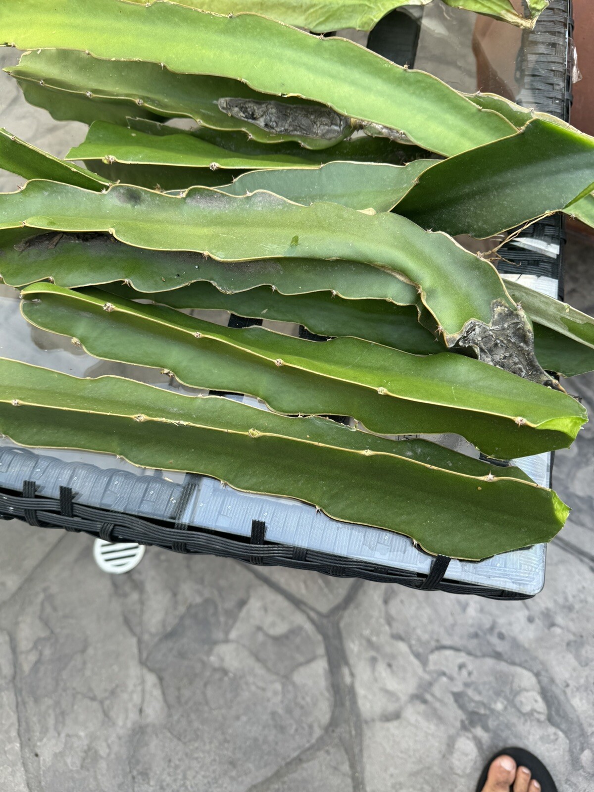 3 Self Pollination Live Dragon Fruit Tree Cuttings 8-12 Inches