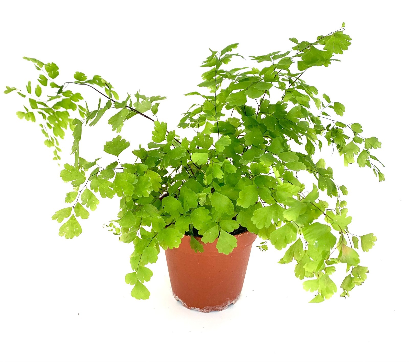 Maiden Hair Fern Adiantum Raddianum, 4″ Pot