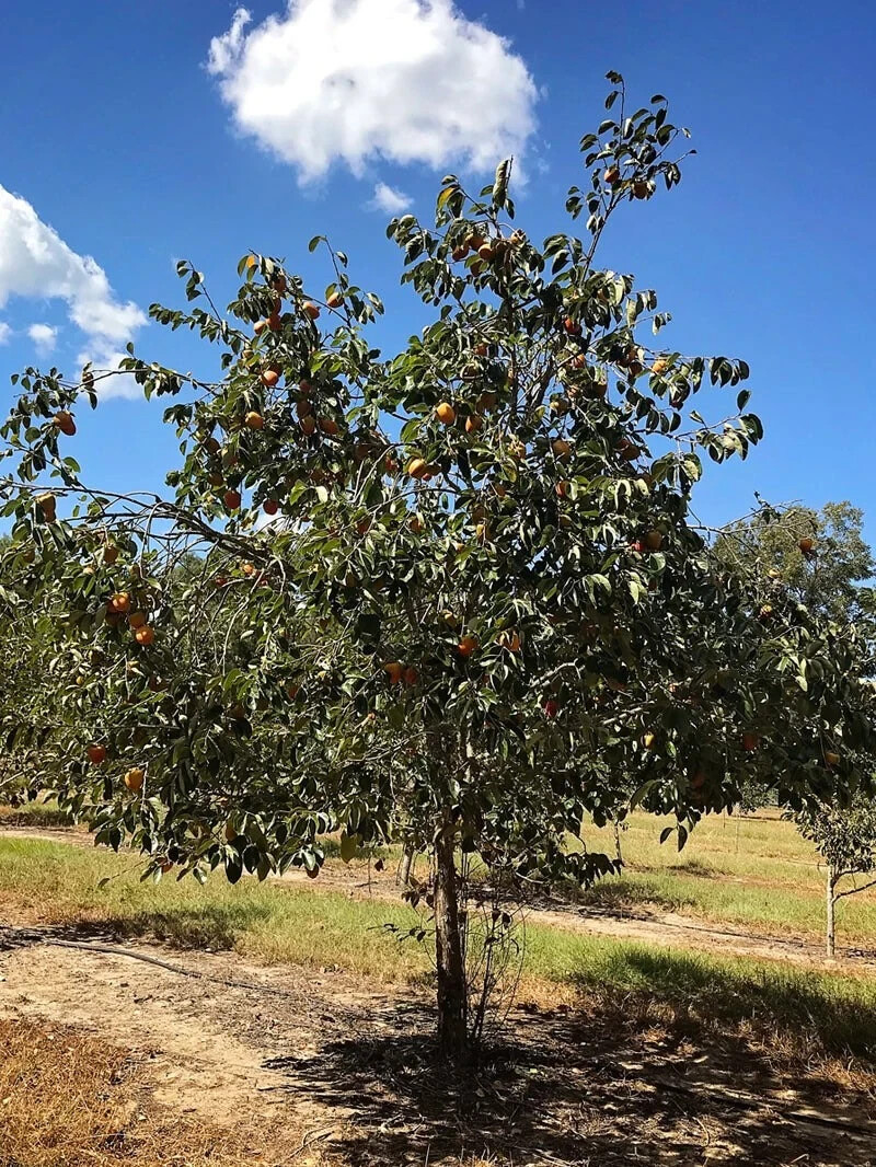 Fuyu Persimmon Tree 4-5 ft. Bare-root Sent January to April