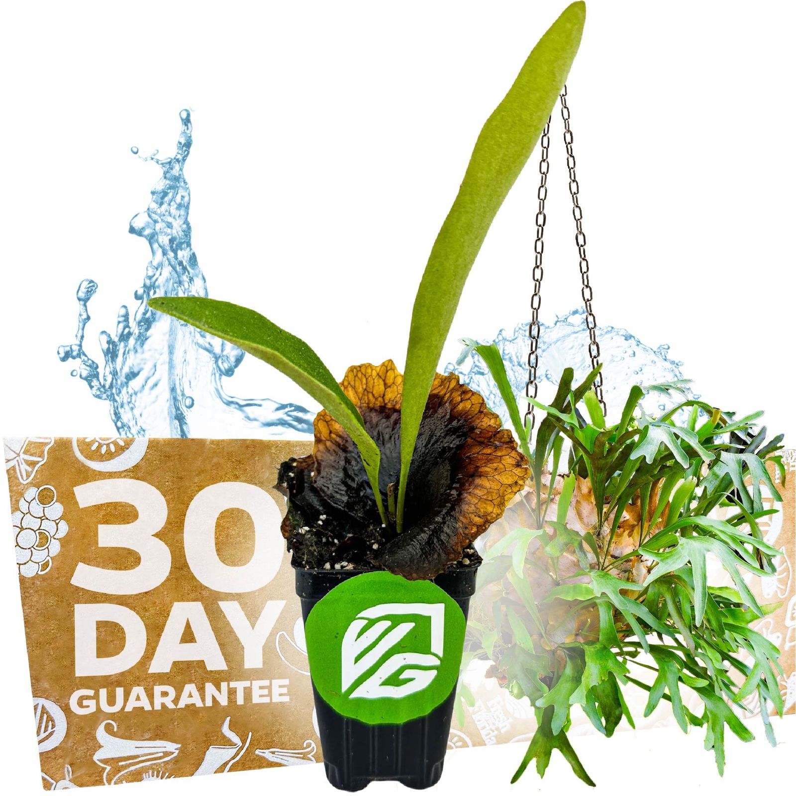 Staghorn Fern Netherlands Elkhorn – Playtcerium bifurcatum
