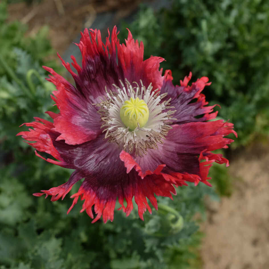 20,000 Drama Queen Poppy Seeds – P. Somniferum – 6.2 Grams – Large Frilly Reds
