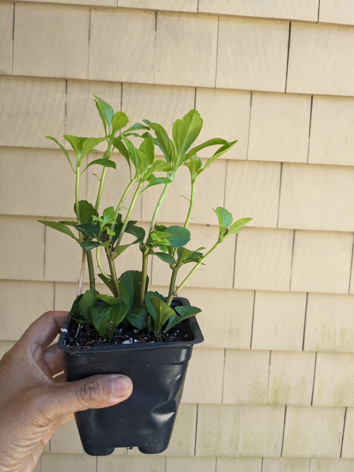Pachysandra ~ Starter Live plants for ground cover – Potted