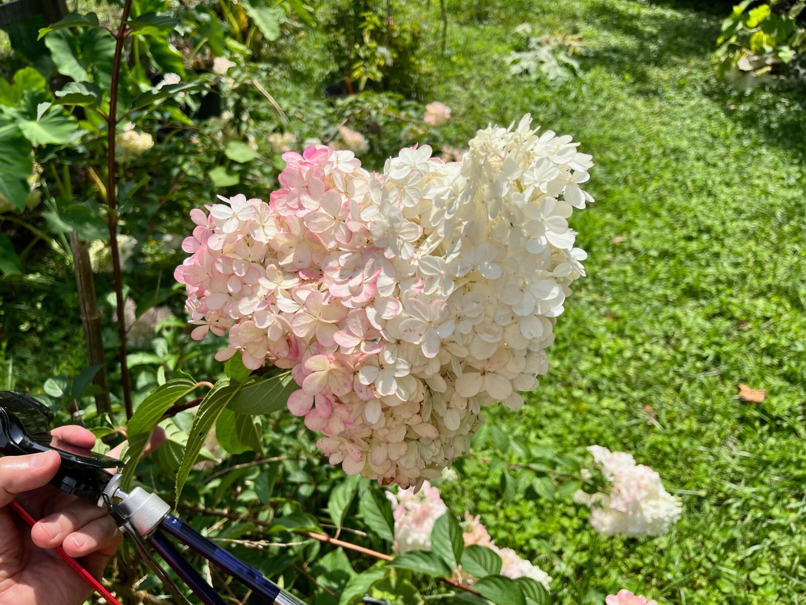 10 thin unrooted cuttings of stunning Vanilla Strawberry Hydrangea bush tree