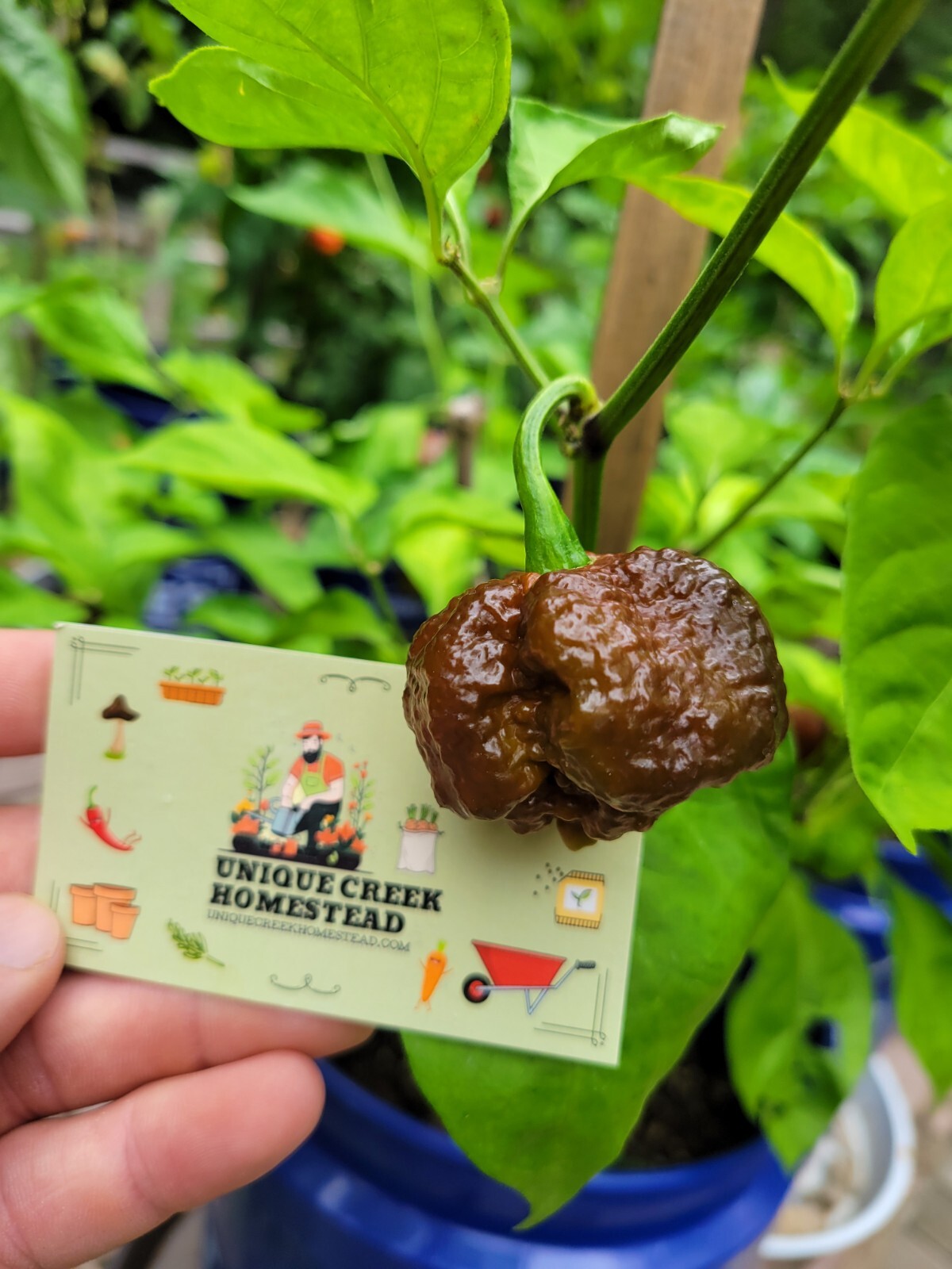 Carolina REAPER Chocolate Fire Pepper Seeds Super Hot 2.2+ Million Scoville SHU