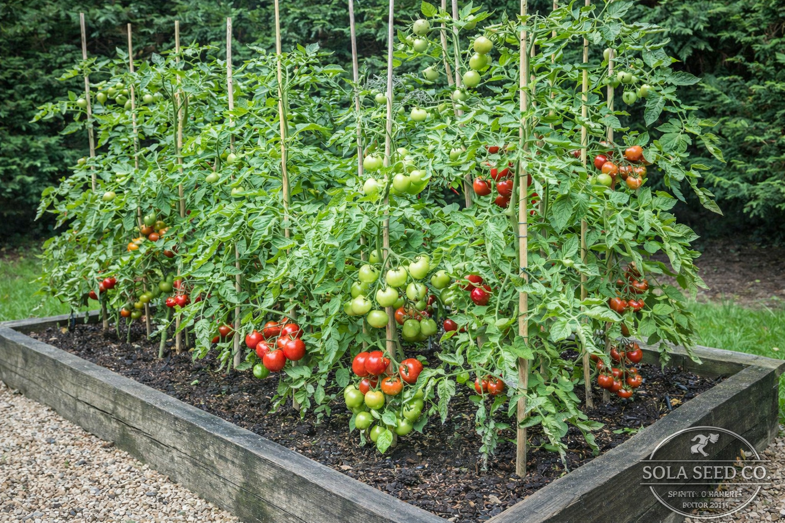 Landscaper’s Pack THE ULTIMATE TOMATO MIX over 25 varieties! Non-GMO 300 Seeds!