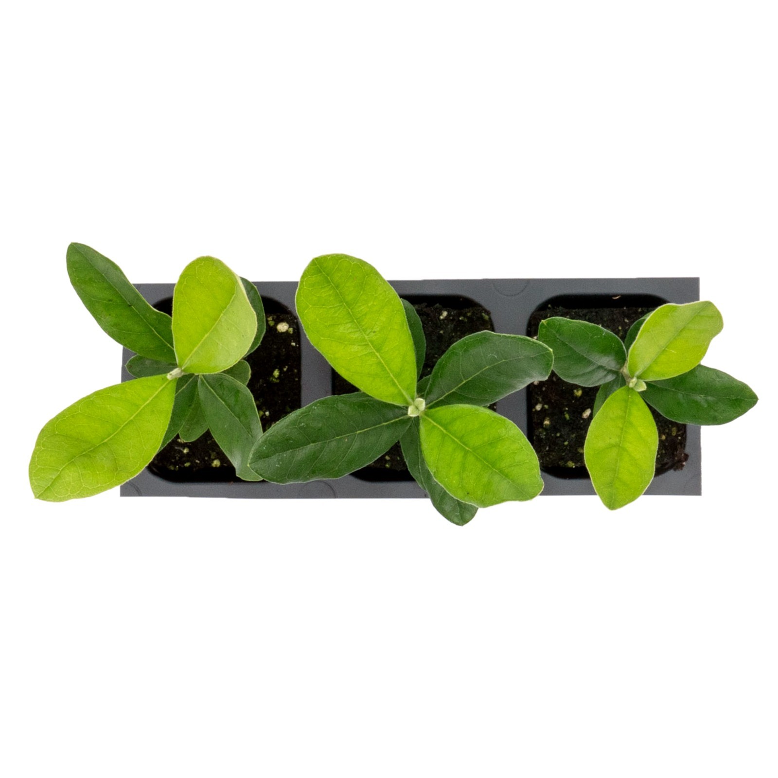 Pineapple Guava (Feijoa) Trees in 2.5-inch Nursery Cubes | Feijoa Sellowiana