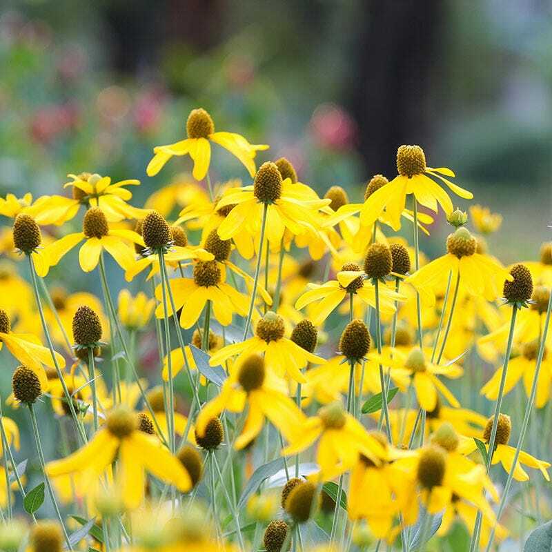 Coneflower CONEHEAD Mix Echinacea 90% Perennials 7 Flower Species USA 400+ Seeds