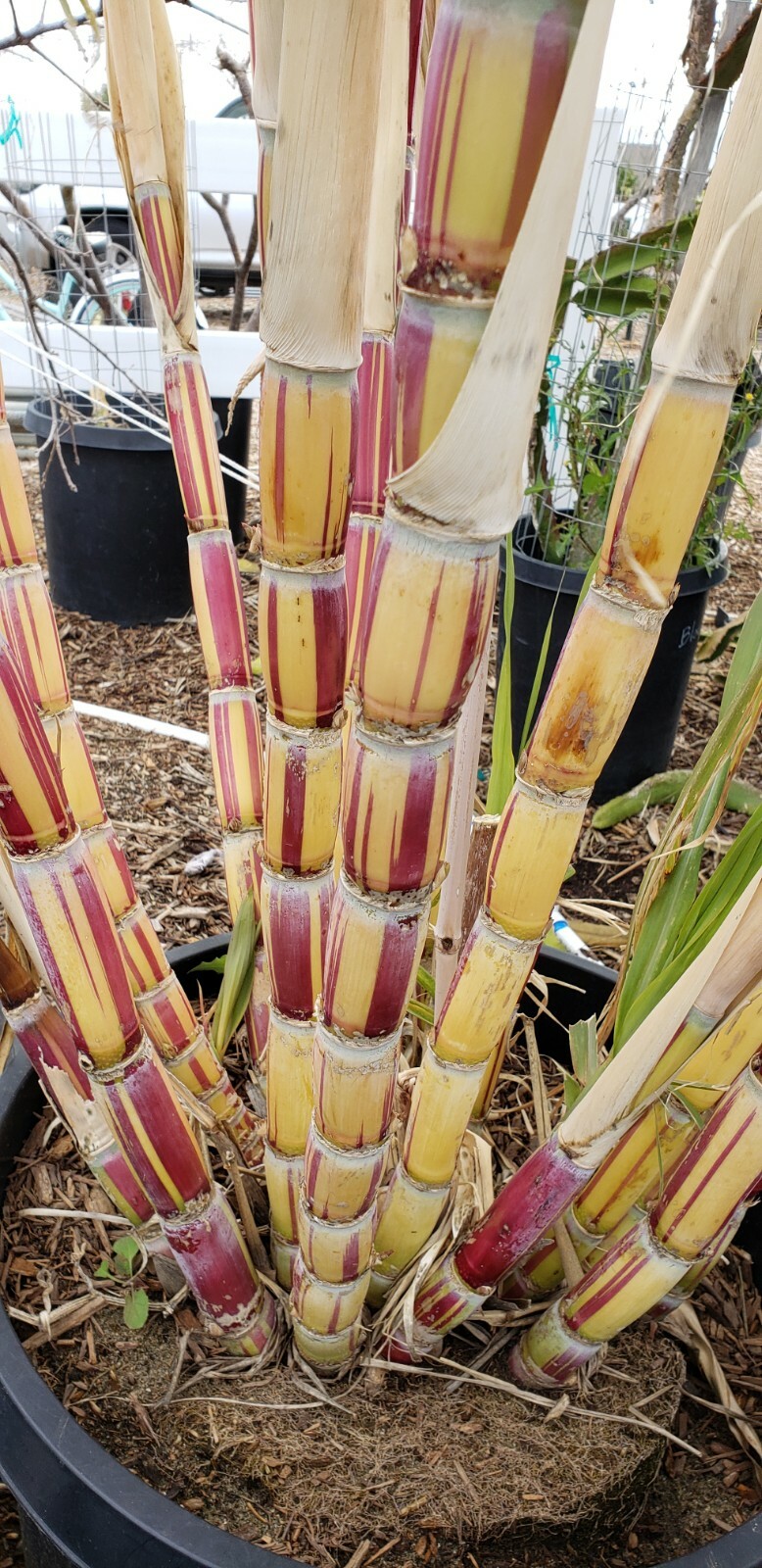 Jamaican Striped Sugarcane