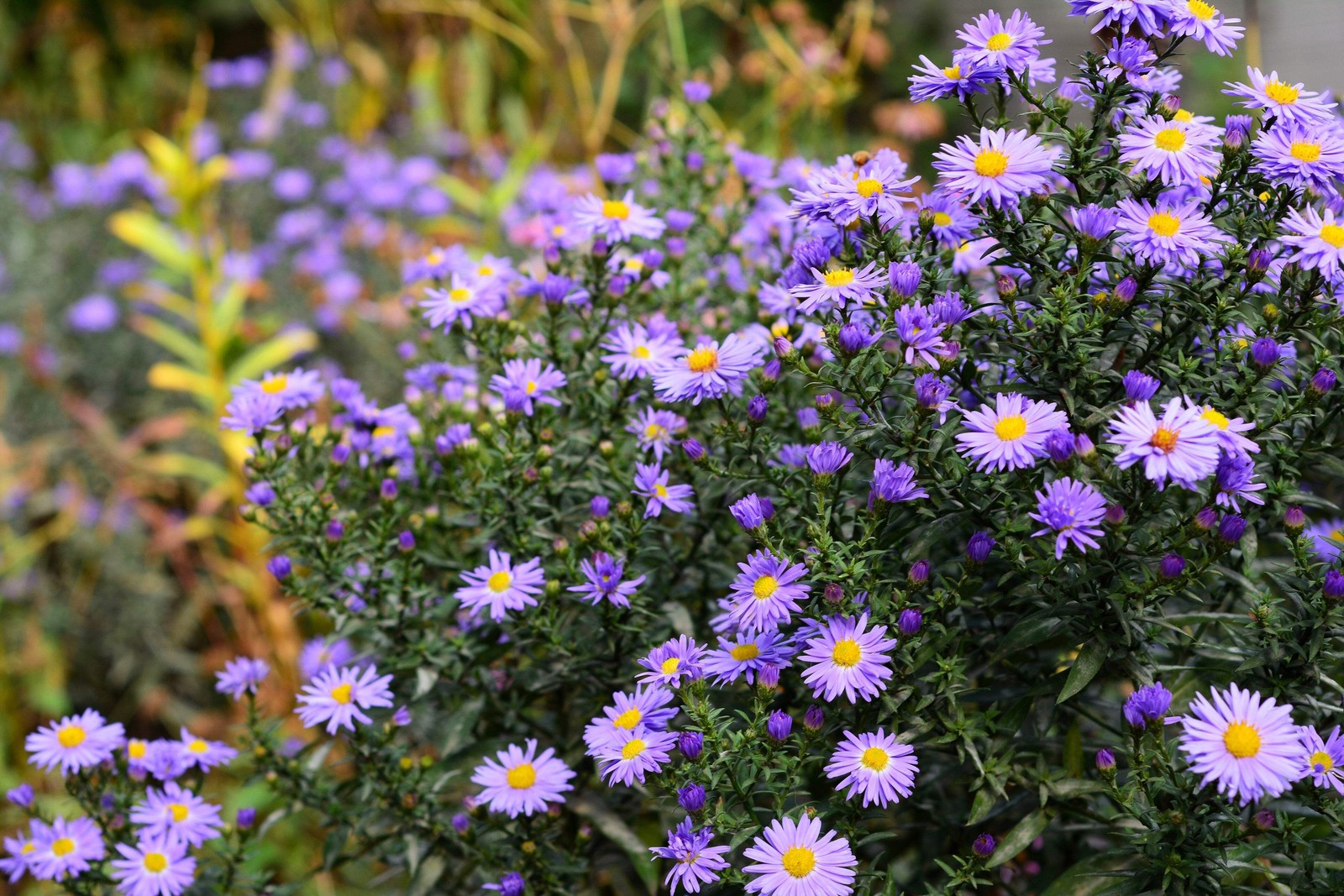 100 PURPLE Smooth Violet PRAIRIE ASTER Aster Tanacetifolia Flower Seeds