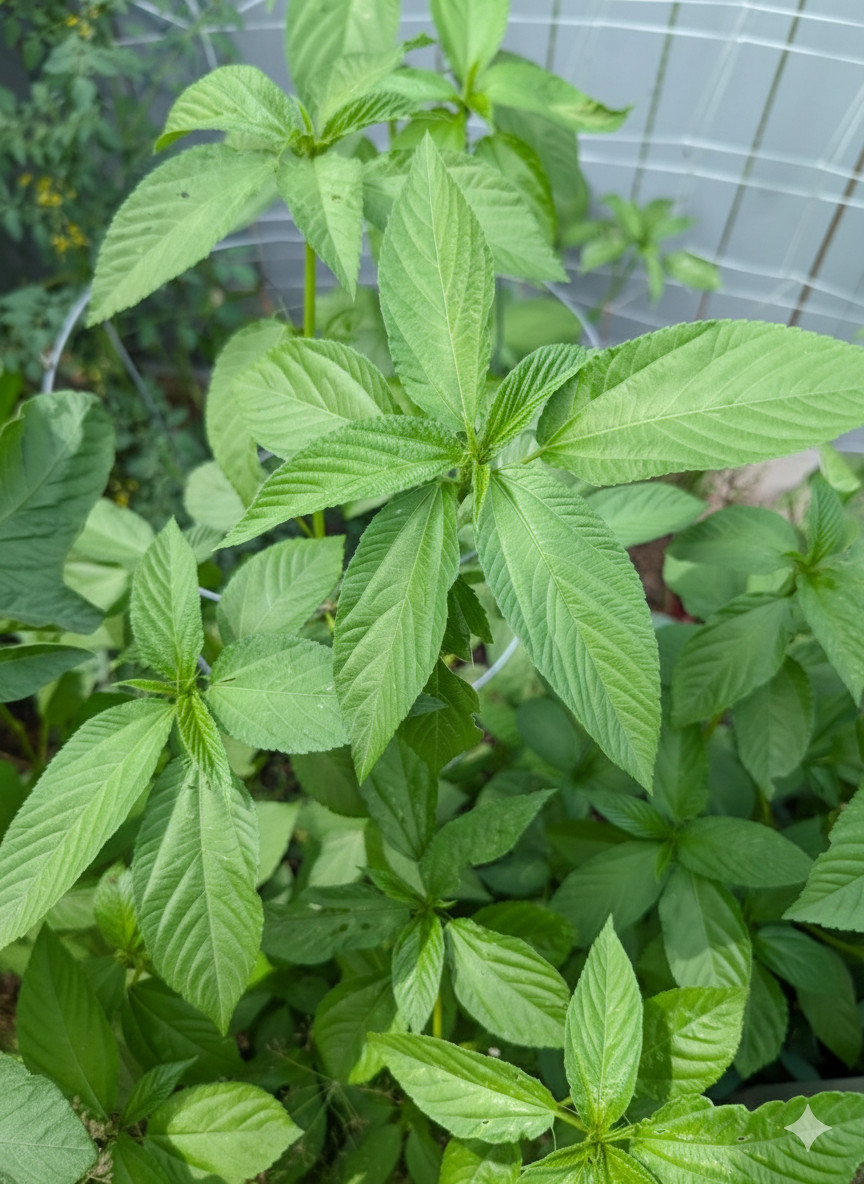400 Molokhia, Egyptian spinach Saluyot, Jute seeds | treated |