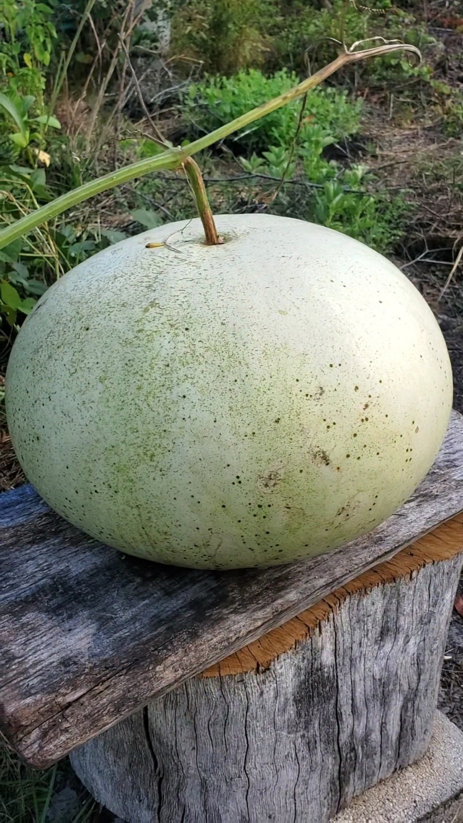 African Drum Gourd Seeds – Beyond Organic