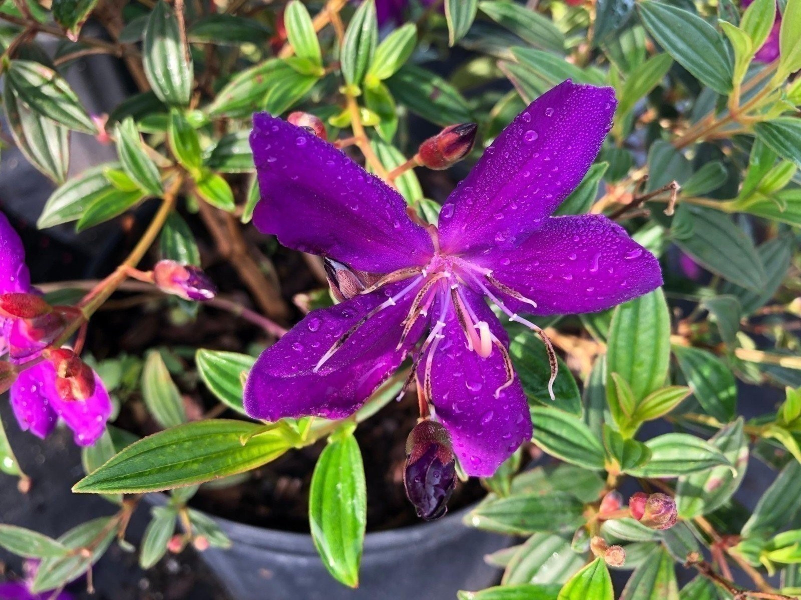 Tibouchina Dwarf Princess | 2 Inch | Tibouchina urvilleana | Flowering Plant