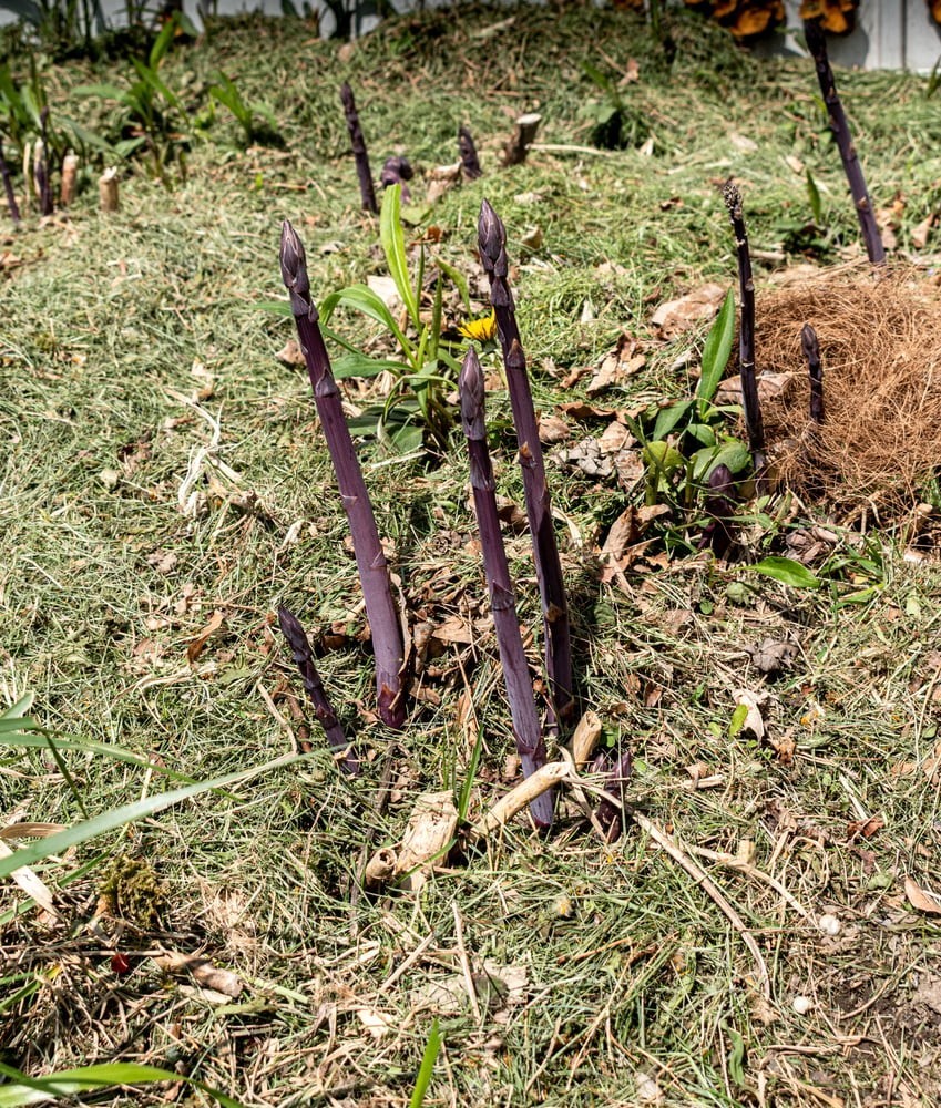 12 Asparagus Crowns “Purple Passion” (Pack of 12 Bare Root Plants) Zones 3-8