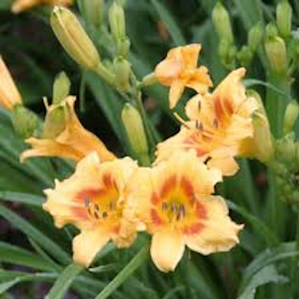 5 Black Eyed Stella Daylily Perennial Bare Root Hemerocallis