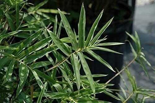 Bamboo Fernleaf | 1 Gallon | Bambusa multiplex | Low Maintenance | Hardy Plant