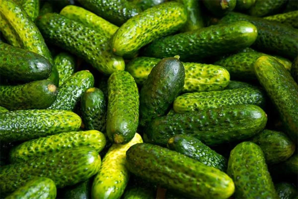 Parisian Gherkin Cucumber Seeds | Cornichon Mini Pickle Seed 2024 Fast Shipping