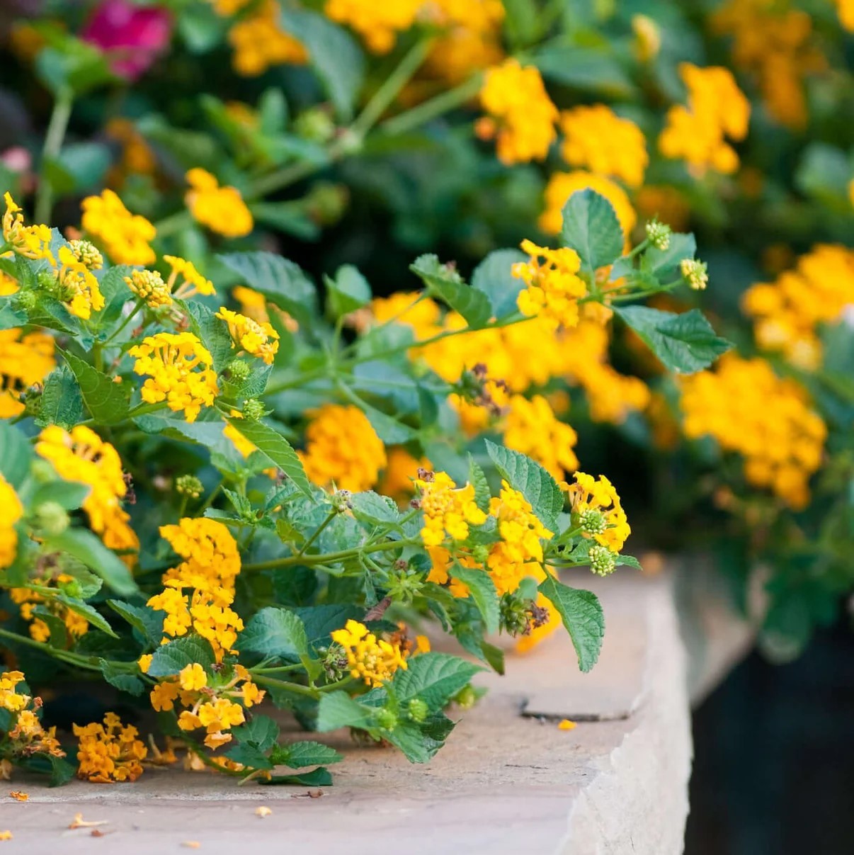New Gold Lantana BUY 2 GET 1 FREE