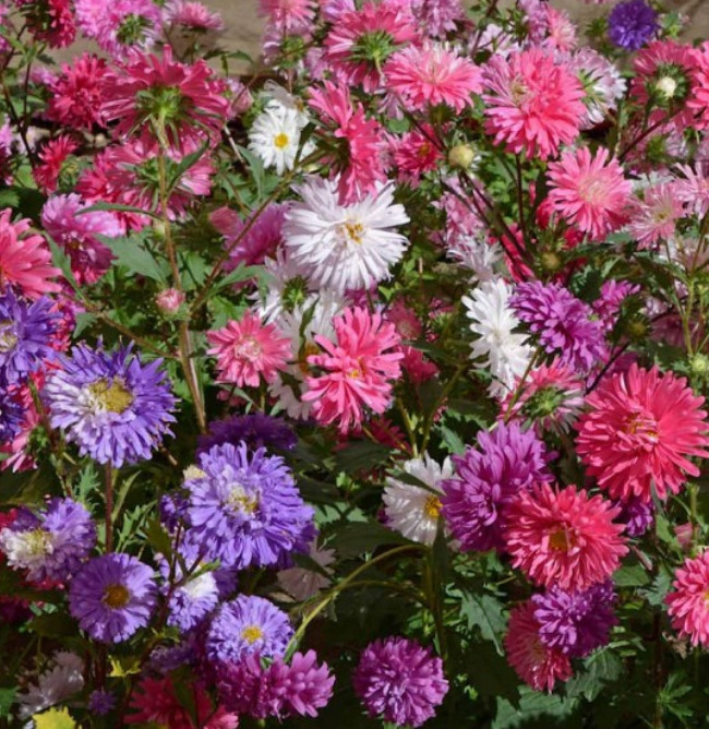 Aster CREGO CHINA ASTER Colorful Cut Flowers Pollinators Non-GMO 200 Seeds