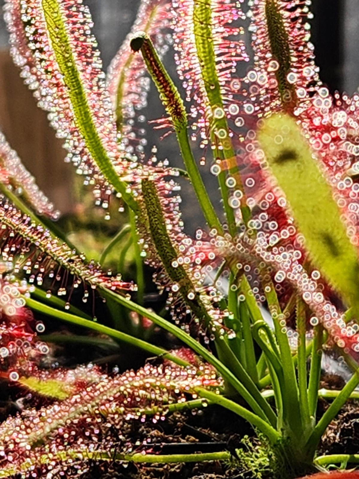 CARNIVOROUS PLANT 4 PACK- LIVE-SBCI (Sundews)