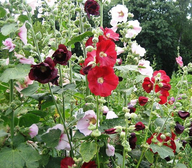 GIANT HOLLYHOCK MIXED COLORS 50 SEEDS, HARDY PERENNIAL, EZ TO GROW, USA SELLER