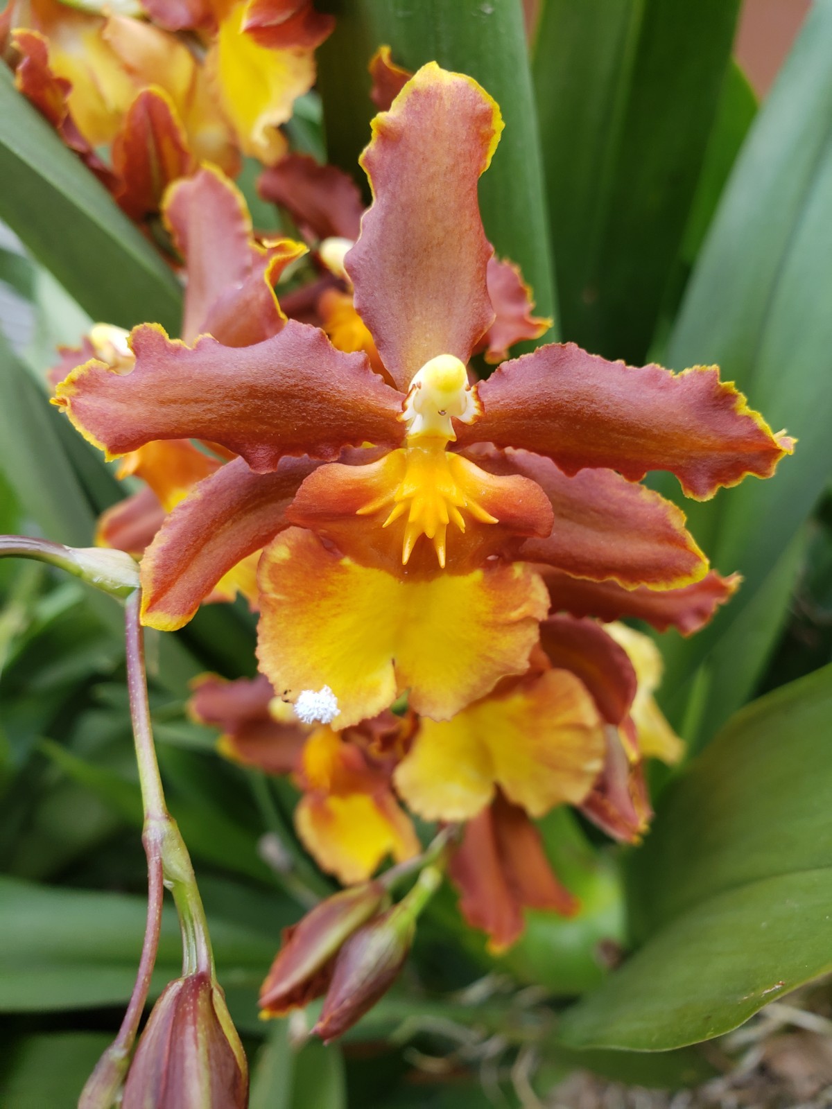 The Catatante ‘Sun King’ Orchid – Beautiful colorful blooms – Easy to grow !