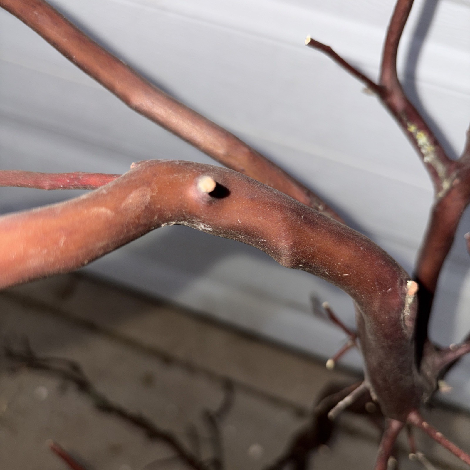 Red Manzanita Branch 3’ Tall. From Paso Robles , CA Ranch
