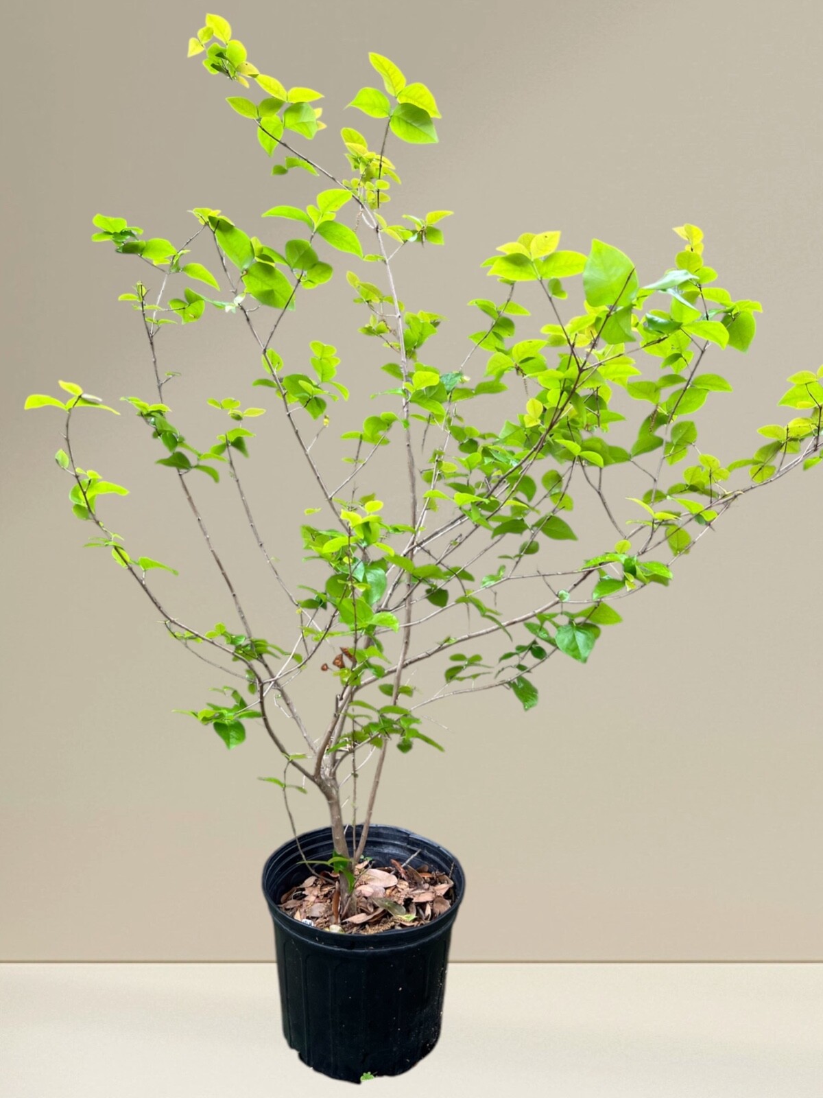 Fruiting size Black surinam cherry seedling