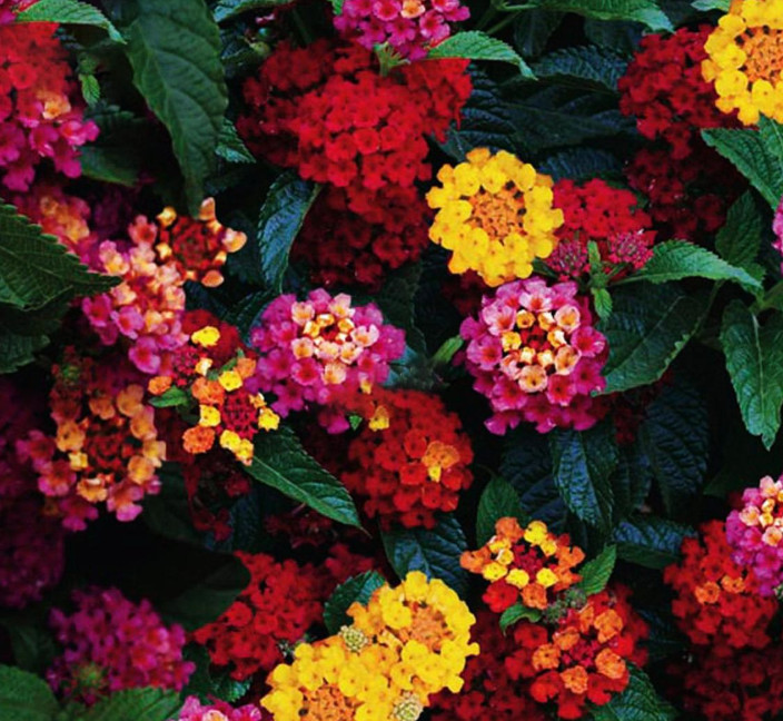 4 Mixed Lantana Plants – Vibrant Flowering Perennials – 4–6” Tall – Ships No Pot