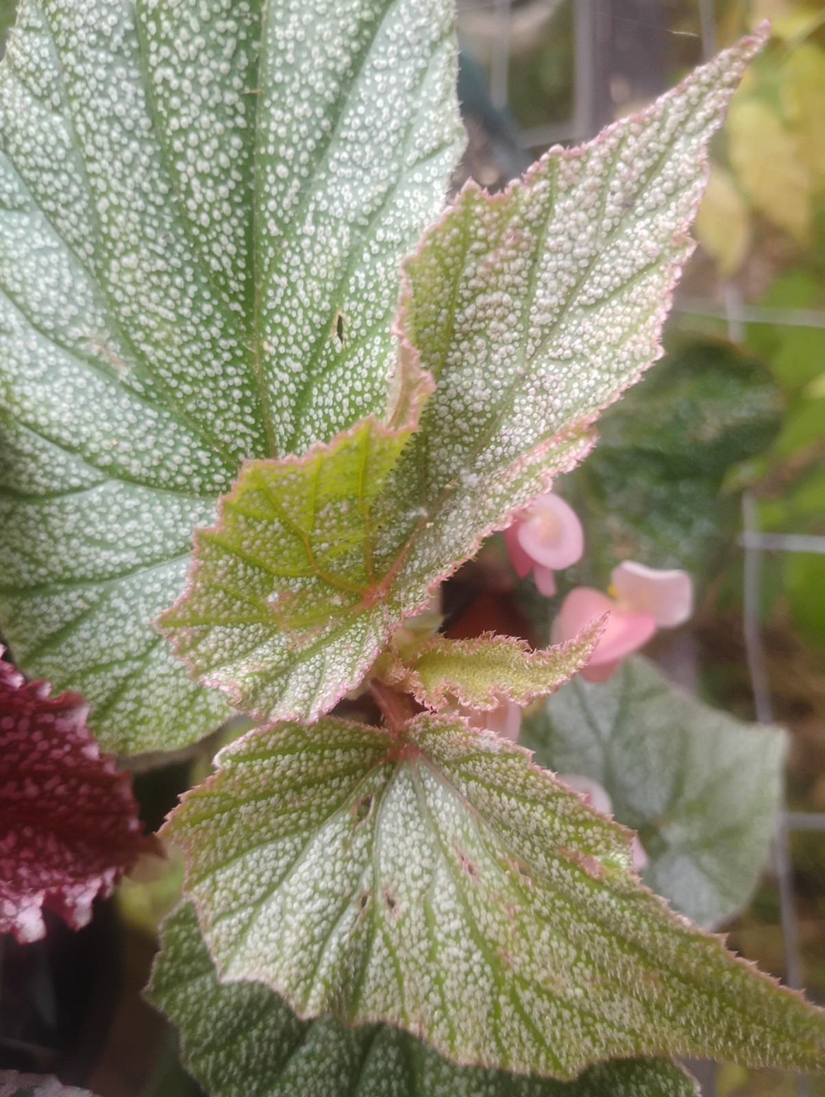 BEGONIA SINBAD BEAUTIFUL SILVERY LEAVES PINK BLOOMS EASY GROWER!