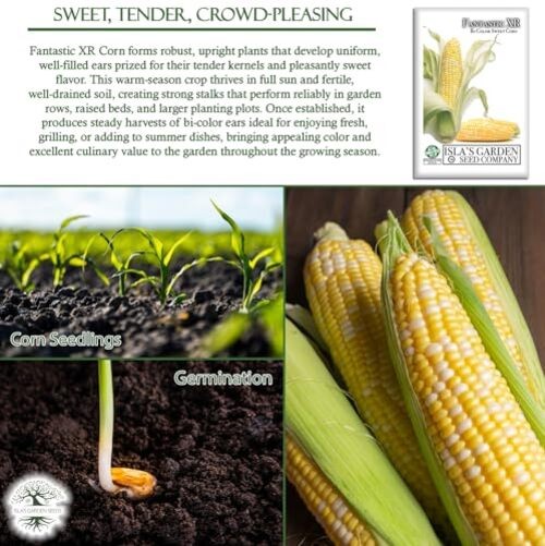 Fantastic XR Bi-Color Sweet Corn Seeds (Zea mays) – 50+ Non-GMO & Heirloom