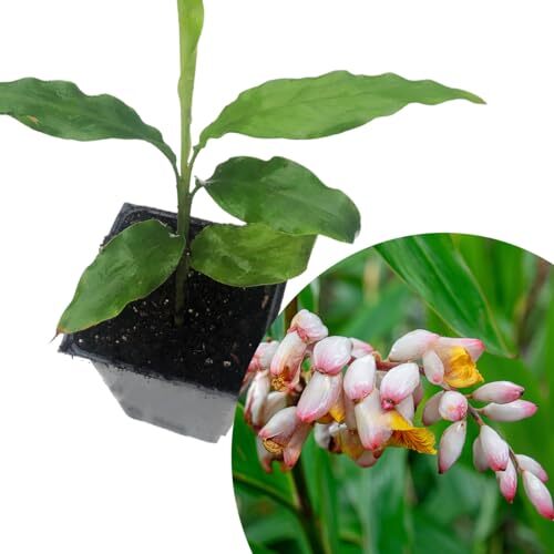 Ginger Cardamom Plant (Alpinia nutans) in 2.5 inch Pot | Live Shellflower,