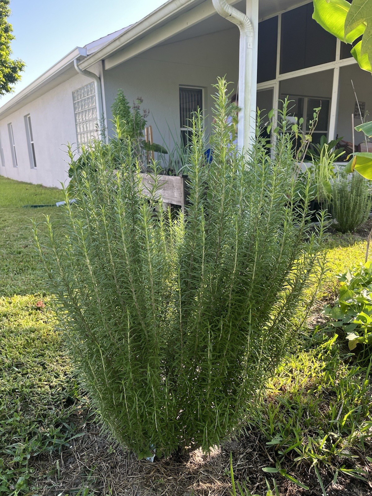 2 Rosemary Cuttings, Live Plants, 5-8” Rooted BARE ROOT