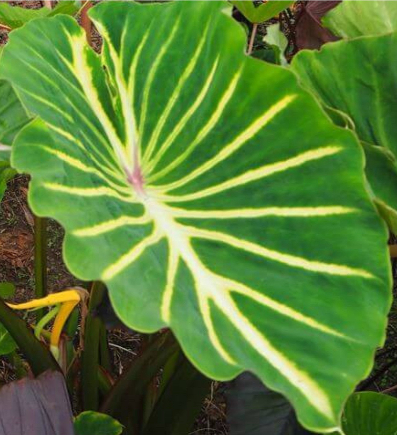 Pharaoh’s Dream- Colocasia esculenta- Elephant Ear – SMALL ROOTED STARTER Plant