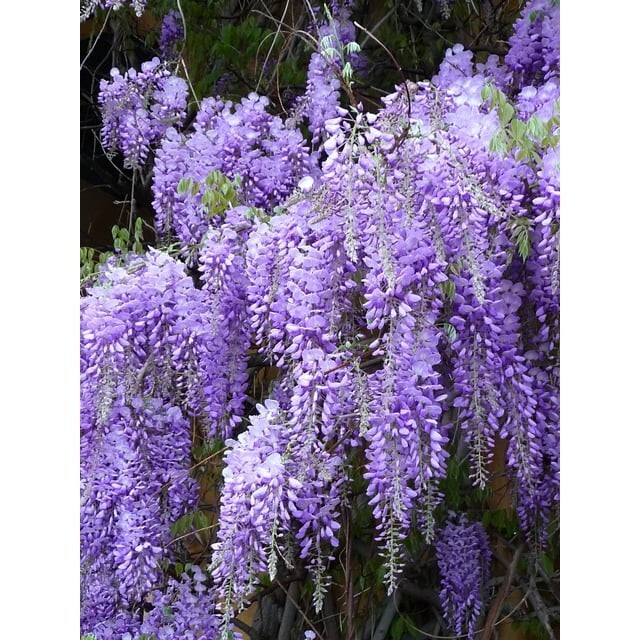 Wisteria 2 Rooted Live Plants