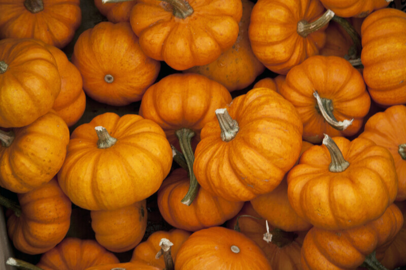 Jack Be Little Pumpkin Seeds 15+ Miniature Mini Tiny NON-GMO USA FREE SHIPPING