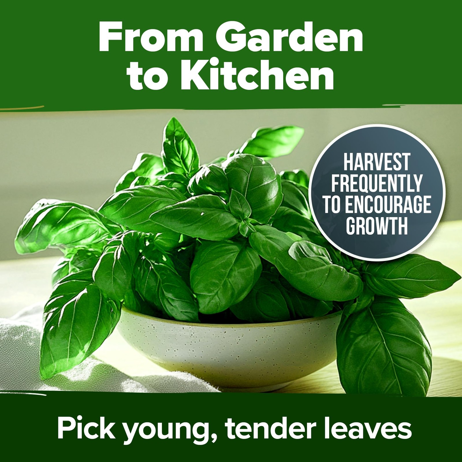 HOME GROWN Genovese Basil Seeds 2 Pack 3500 Non GMO Heirloom Basil Seeds for…