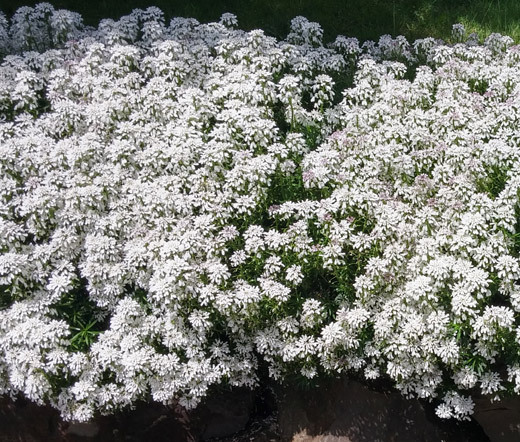 CANDYTUFT WHITE EVERGREEN PERENNIAL Iberis Sempervirens – 100 Seeds
