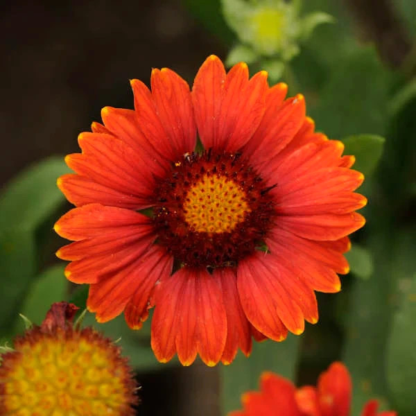 Arizona Red Shades 55 Blanket Flower Seeds~The Brooklyn Botanical Gardens Club!