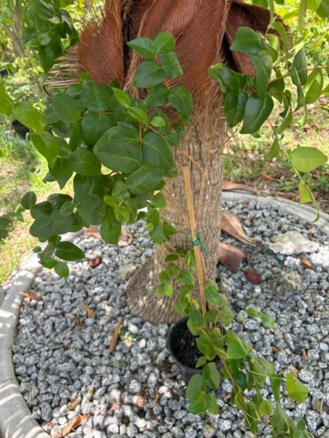 ~24 MO TRIPLE SURINAM BLACK CHERRY SEEDLINGS (EUGENIA UNIFLORA/LOLITA CULTIVAR)